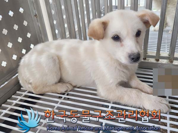 종료(자연사) 믹스…