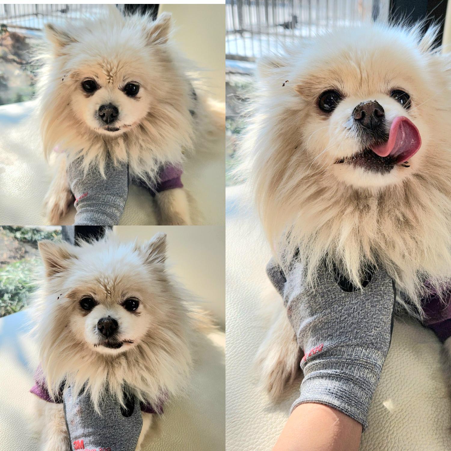 경주동물사랑보호센터_447505202400096