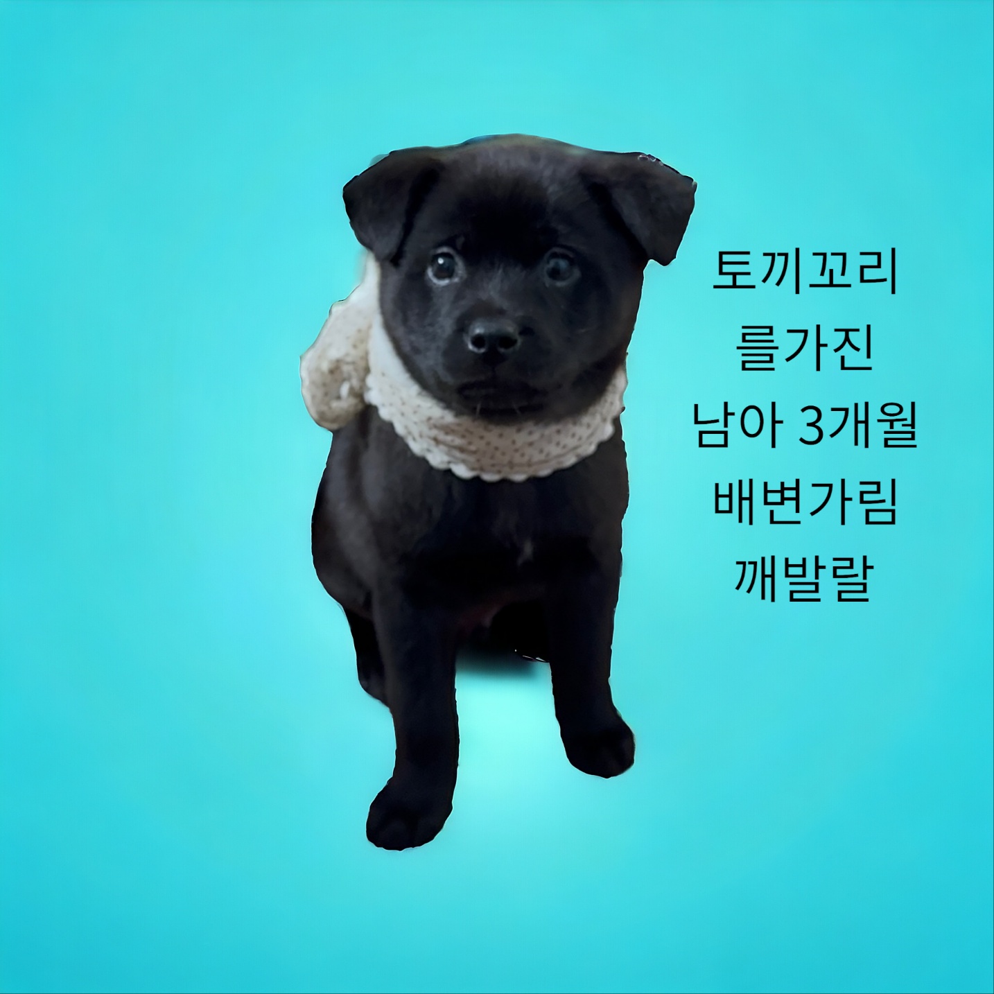 보호중 치와와믹스견…