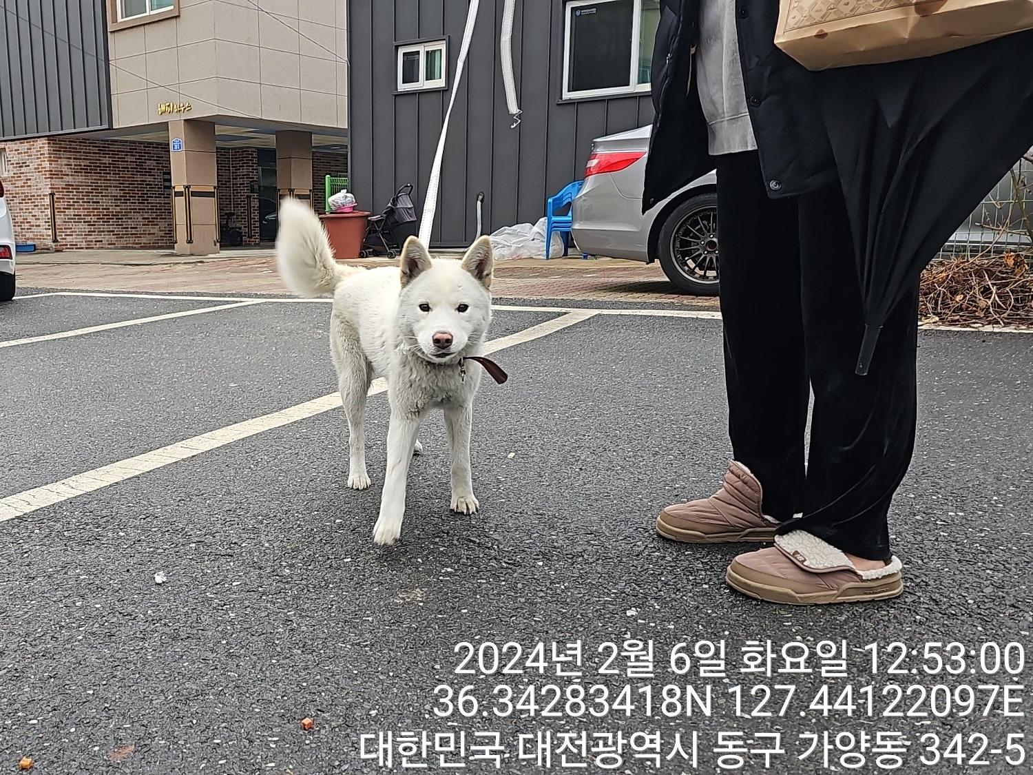종료(반환) 진도견…