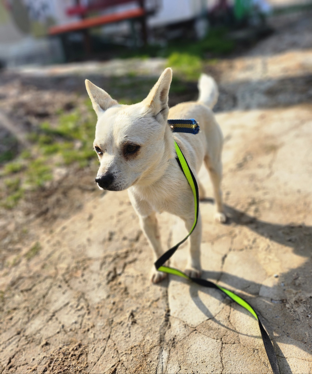 울산유기동물보호센터_431373202400072