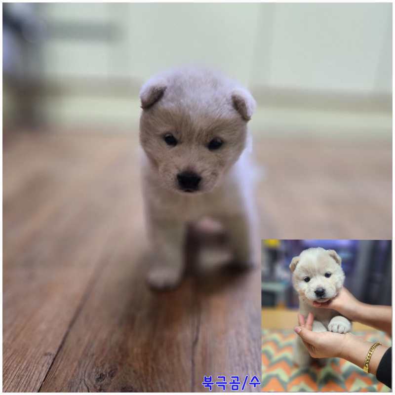 군산유기동물보호센터_445467202400177