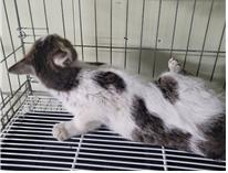 보호중 한국 고양이…