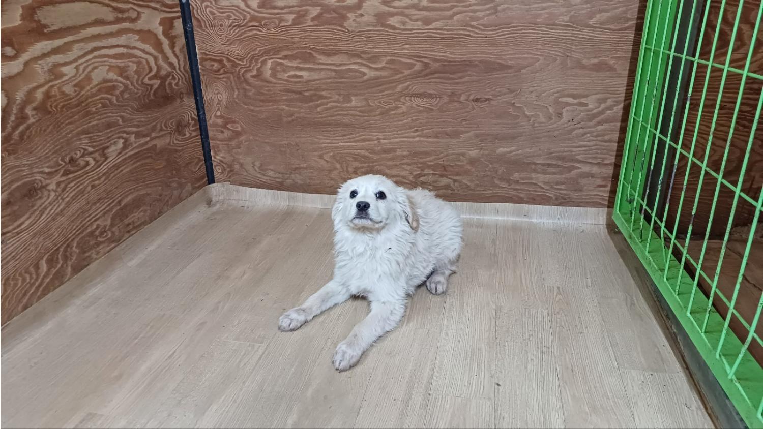 청도군동물보호소_447519202400078