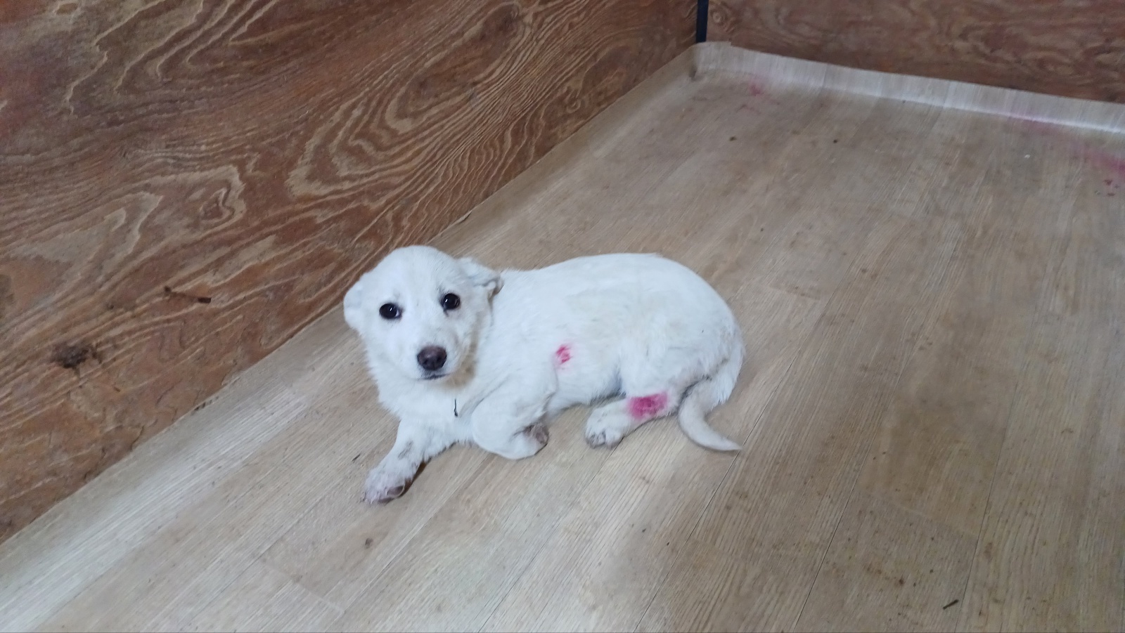 청도군동물보호소_447519202400085