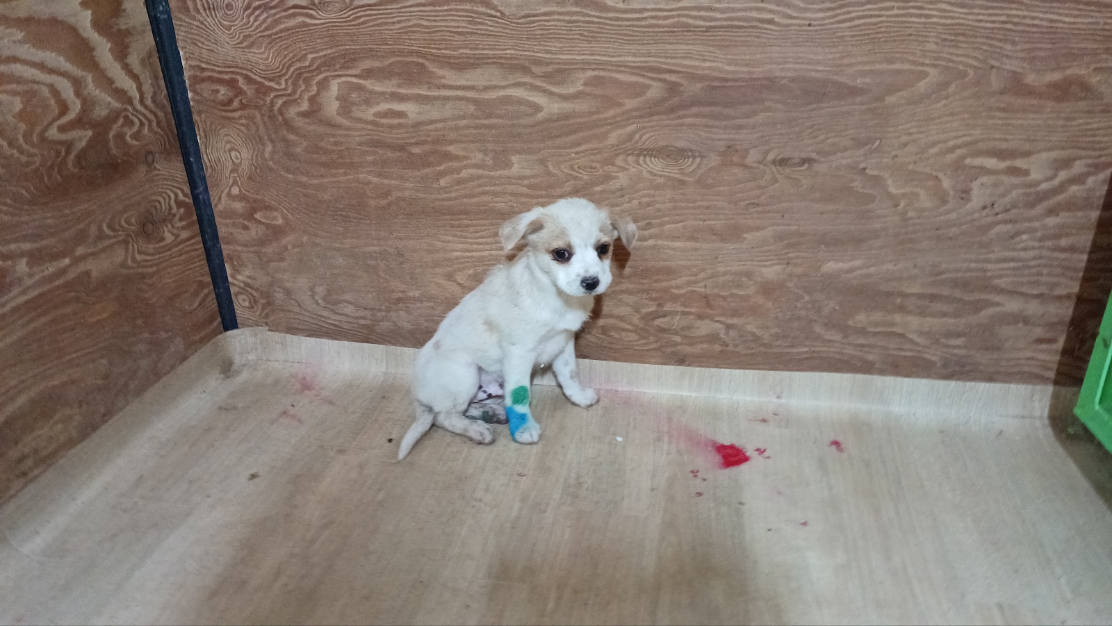 청도군동물보호소_447519202400086