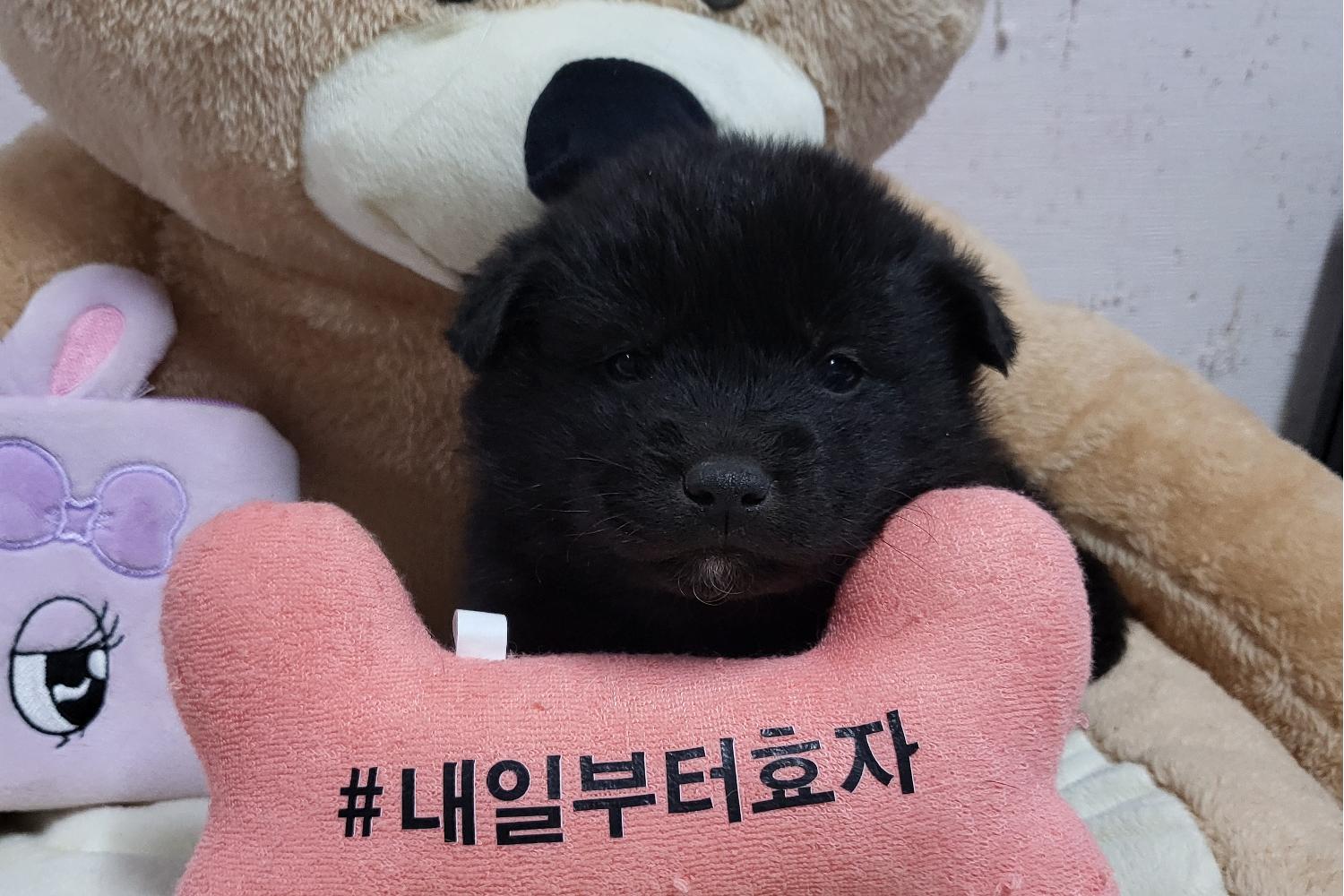 종료(자연사) 믹스…