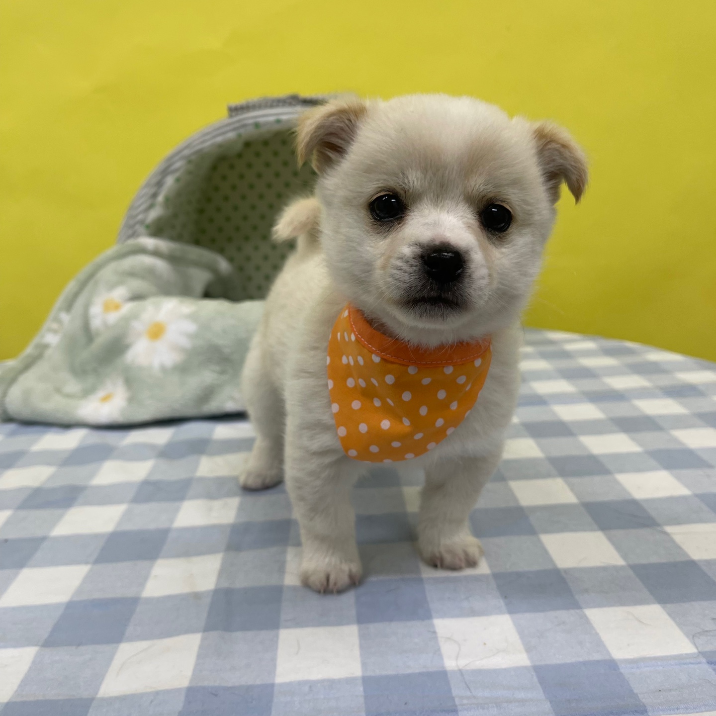 강릉시 동물사랑센터_442420202400049