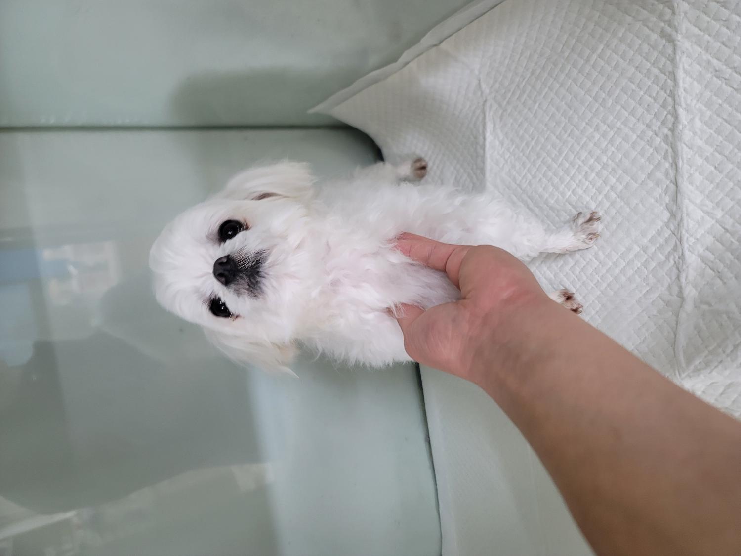 종료(입양) 말티즈…