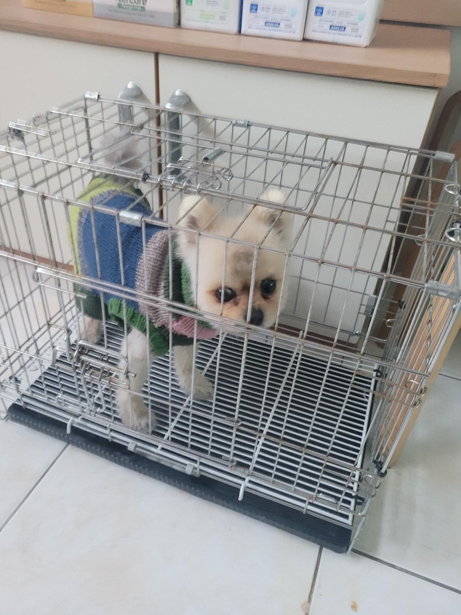 종료(반환) 포메라…