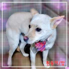보호중 믹스견의 가…