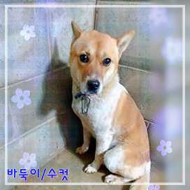 보호중 믹스견의 가…
