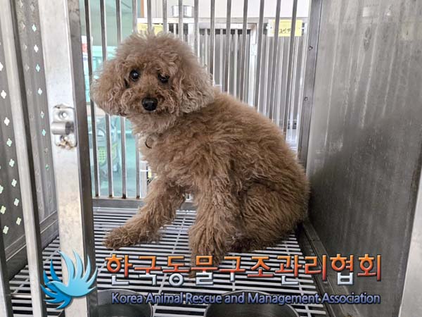 종료(반환) 푸들의…