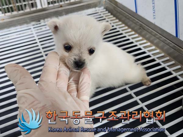 한국동물구조관리협회_441406202400174