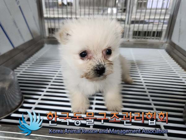 종료(입양) 믹스견…
