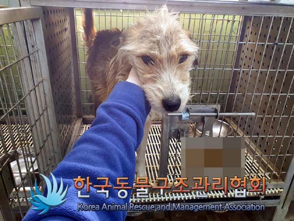보호중 믹스견의 가…