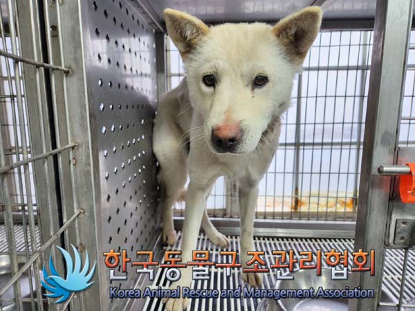 보호중 믹스견의 가…
