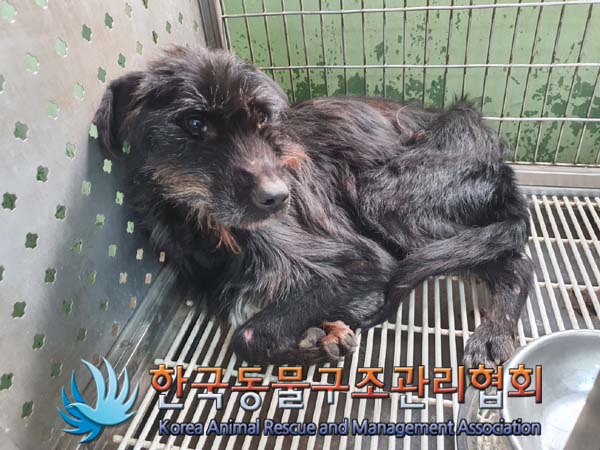 한국동물구조관리협회_441560202400123