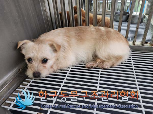 한국동물구조관리협회_441406202400178