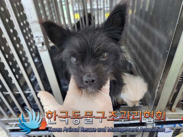 보호중 믹스견의 가…