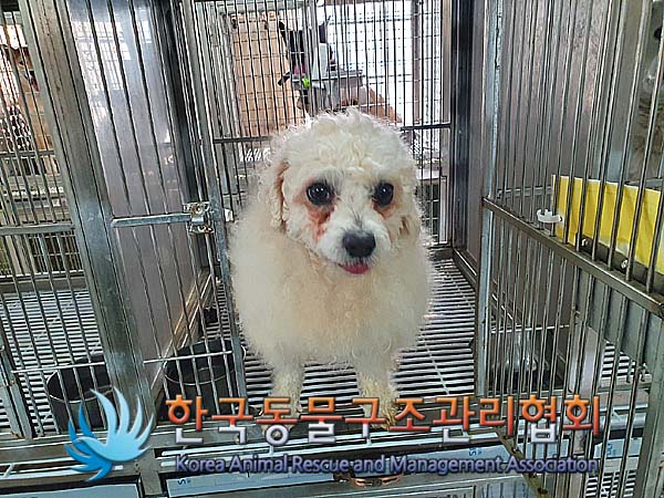 보호중 비숑 프리제…