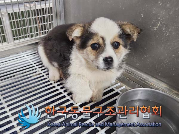 한국동물구조관리협회_441560202400118
