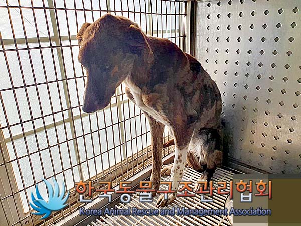 보호중 믹스견의 가…