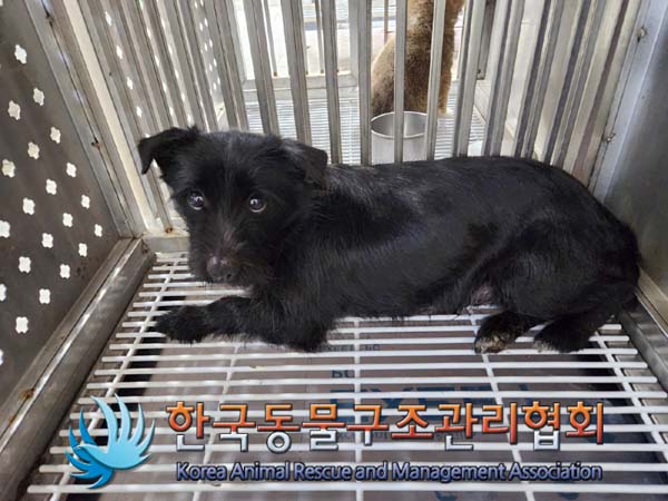 한국동물구조관리협회_441406202400175