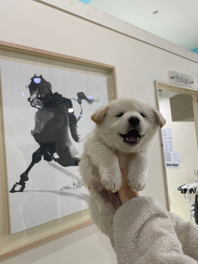 보호중 믹스견의 가…