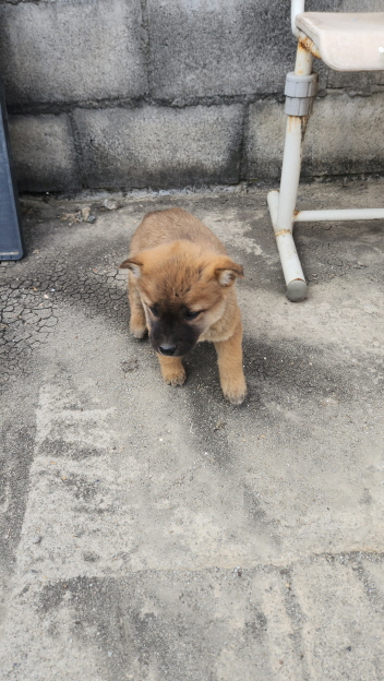 익산유기동물보호소_445468202400189