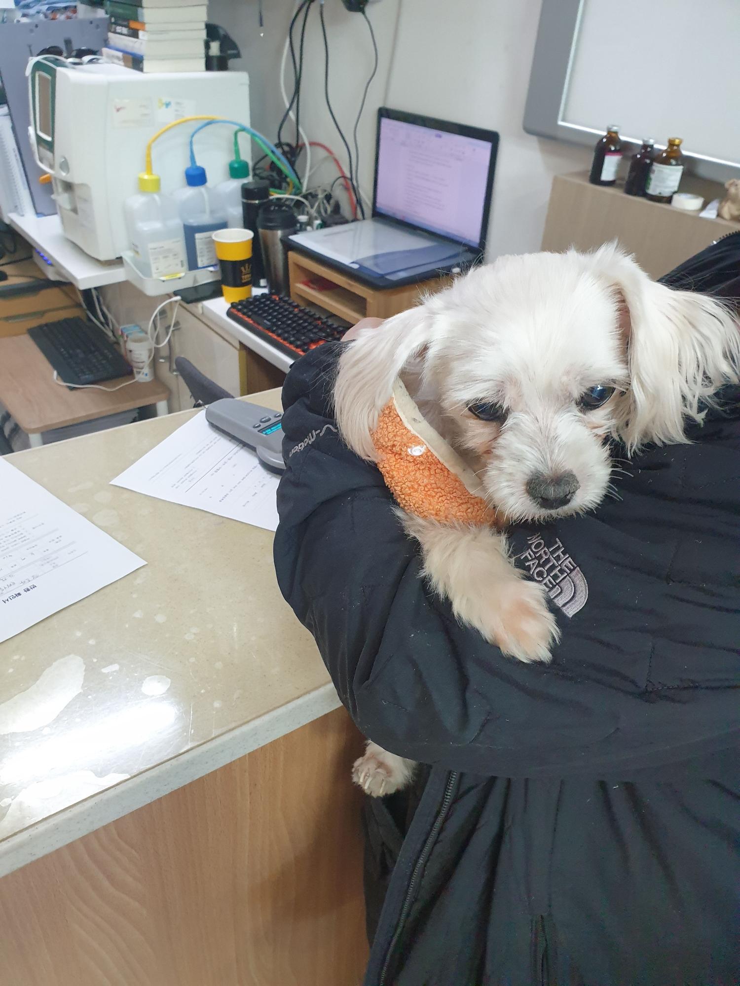 종료(반환) 말티즈…