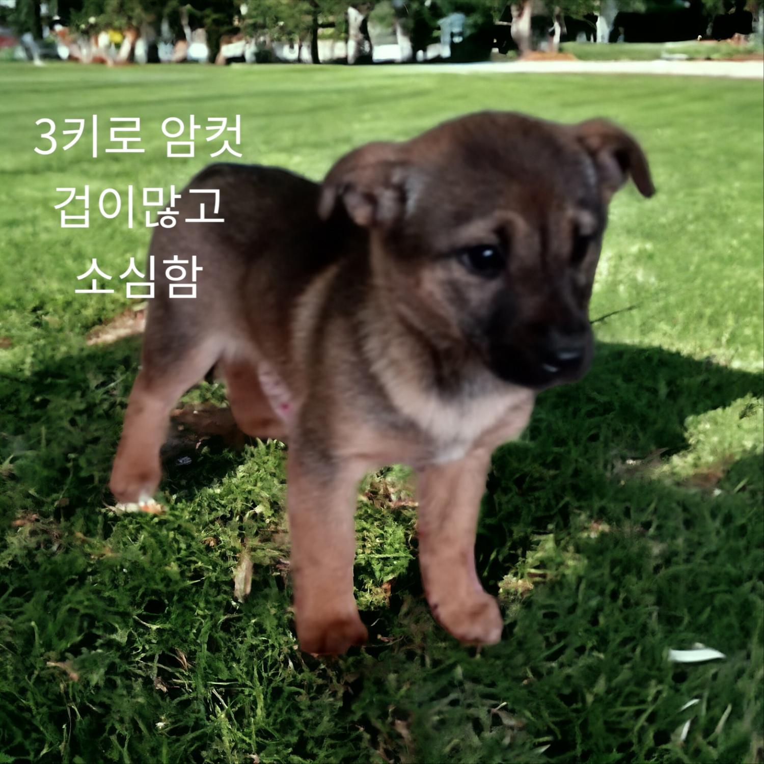 [개] 믹스견 경북-성주-2024-00072 유기동물 배경 이미지 입니다.