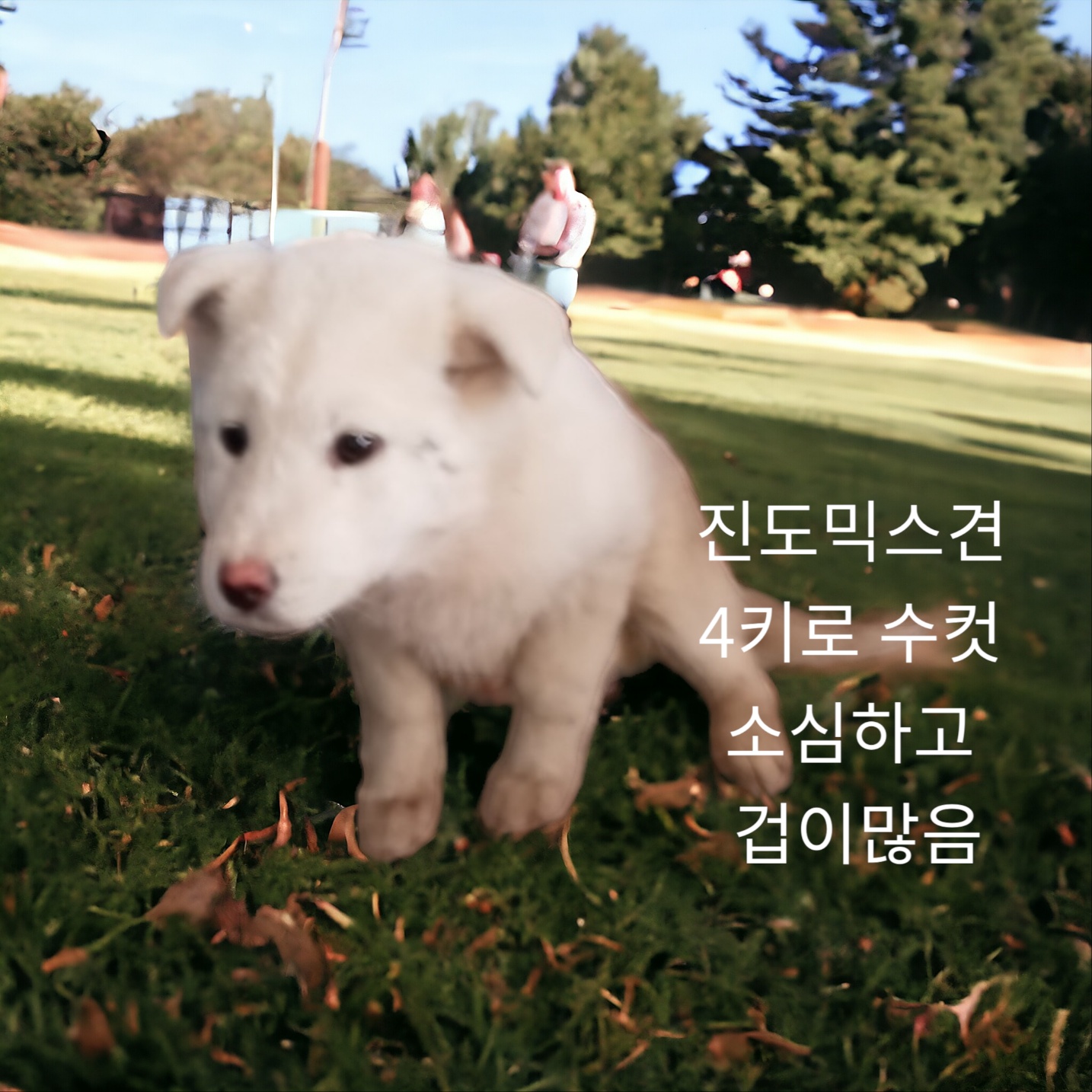 [개] 믹스견 경북-성주-2024-00073 유기동물 배경 이미지 입니다.