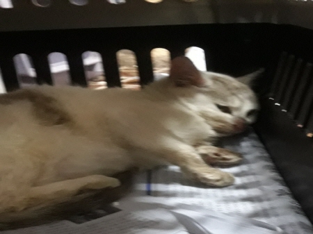 원주유기동물보호센터_442419202400058