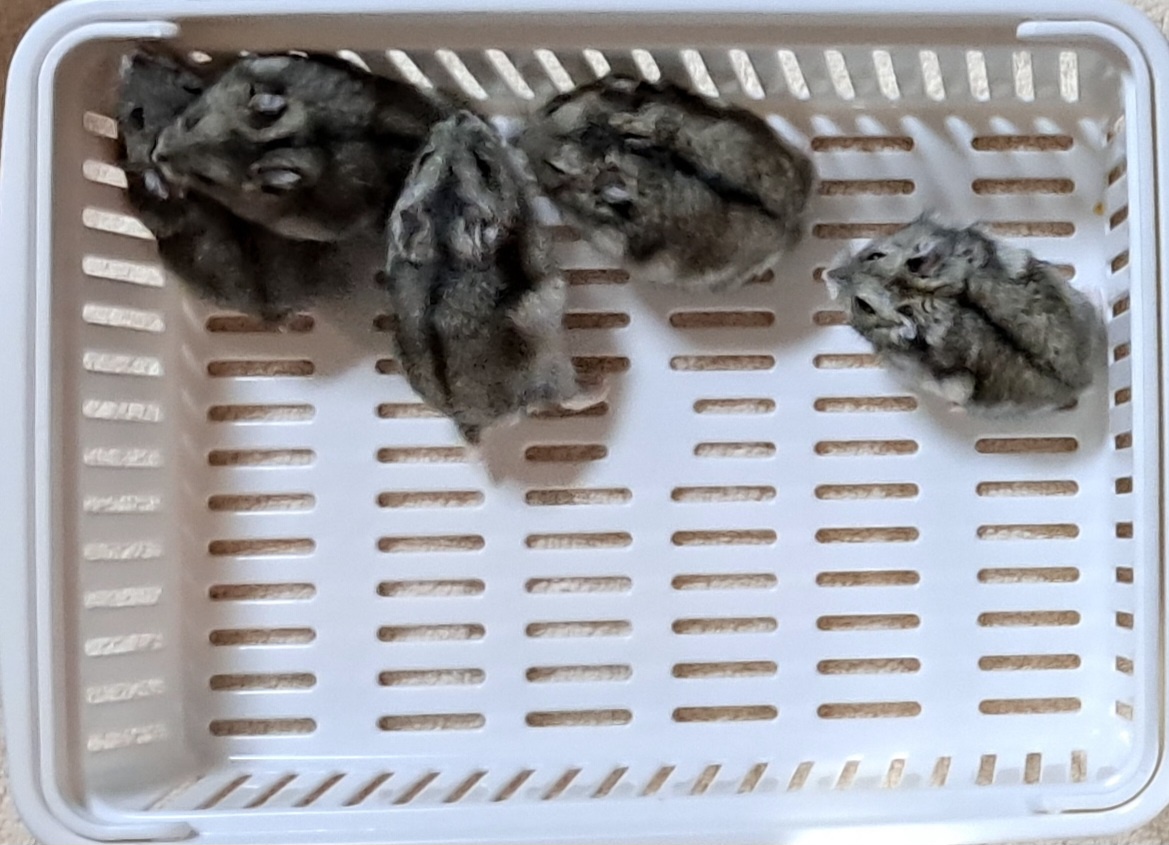 목포시유기동물보호소_446480202400115