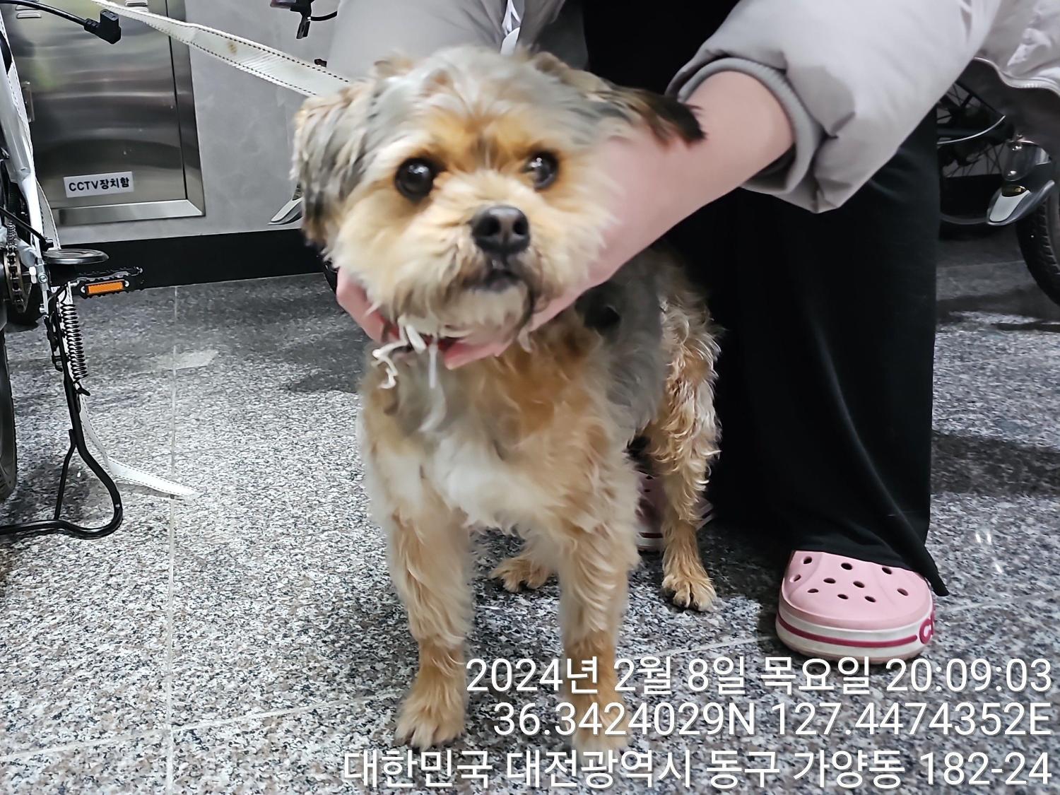 대전동물보호센터_430364202400033