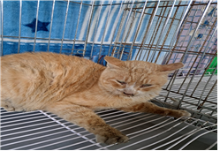 보호중 한국 고양이…