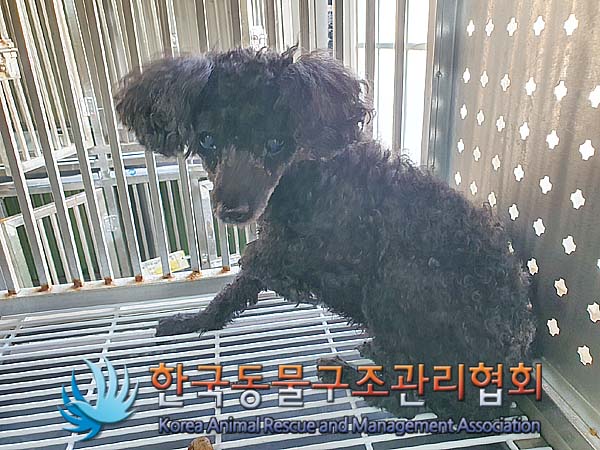 한국동물구조관리협회_411305202400006