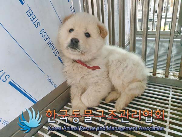 한국동물구조관리협회_441392202400033