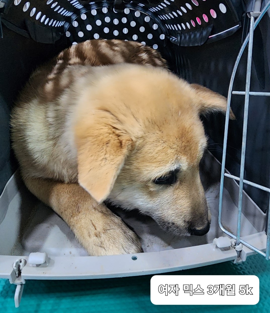 보호중 믹스견의 가…
