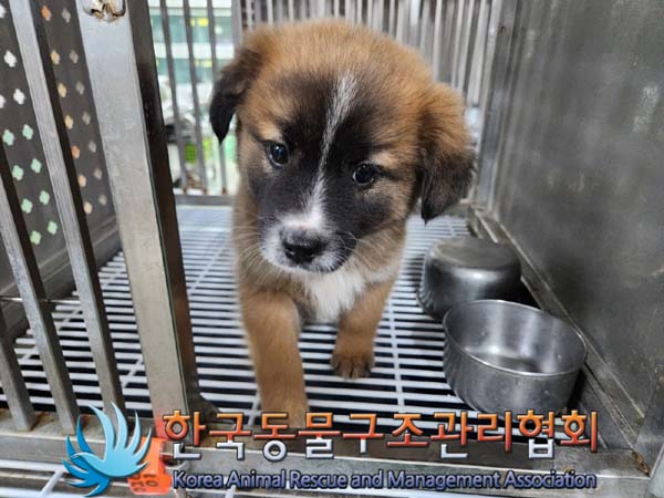 한국동물구조관리협회_411306202400011