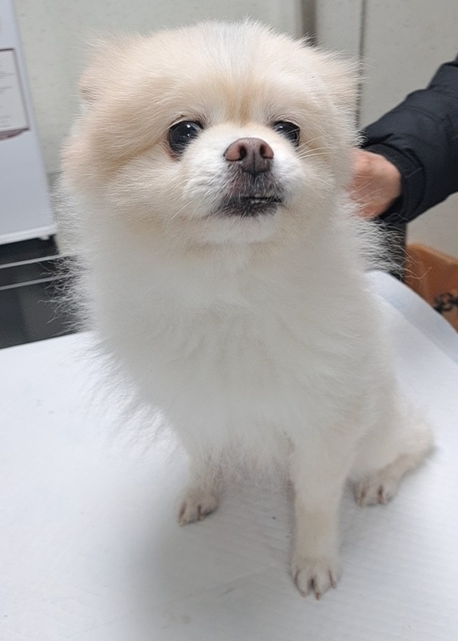 수원시 동물보호센터_441374202400055