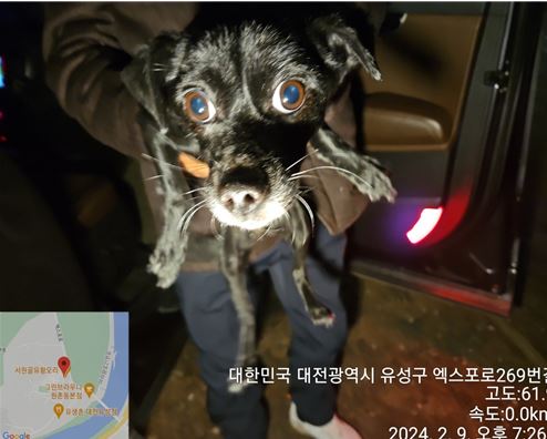 보호중 믹스견의 가…