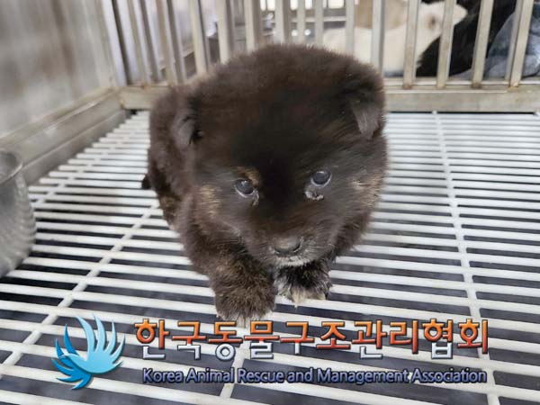 한국동물구조관리협회_441409202400174