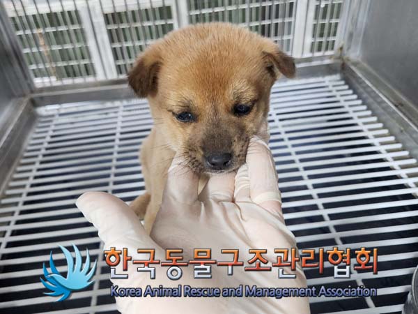 한국동물구조관리협회_441559202400088