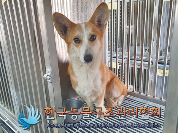 한국동물구조관리협회_411316202400009