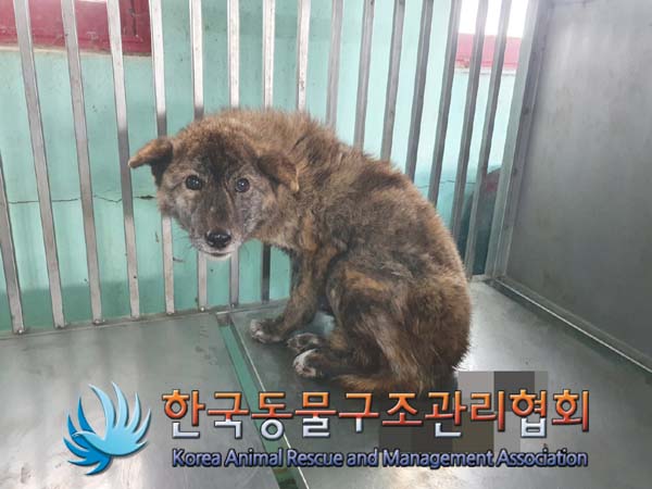 보호중 믹스견의 가…