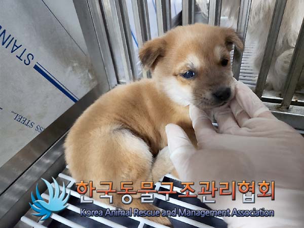 종료(자연사) 믹스…