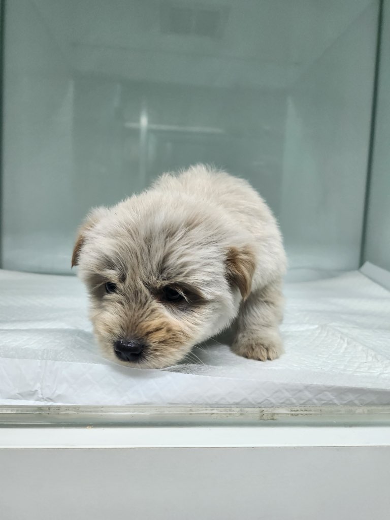 영주시 동물보호센터_447509202400033
