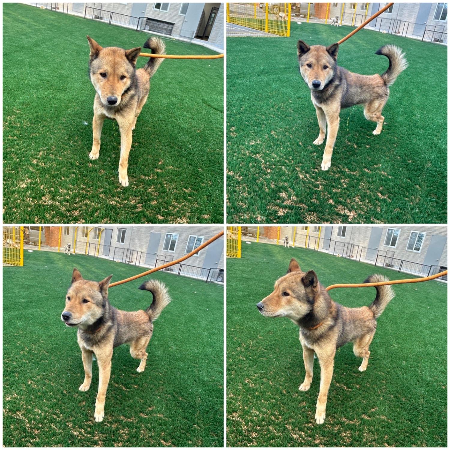 천안시 동물보호센터_444449202400133